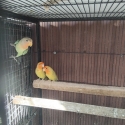 Birds going to Hawksbury sale