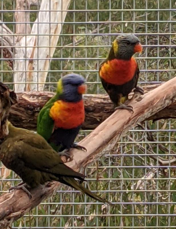 Rainbow lorikeet