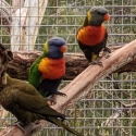 Rainbow lorikeet