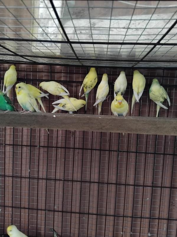 Birds going to Hawksbury sale