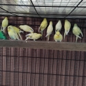 Birds going to Hawksbury sale