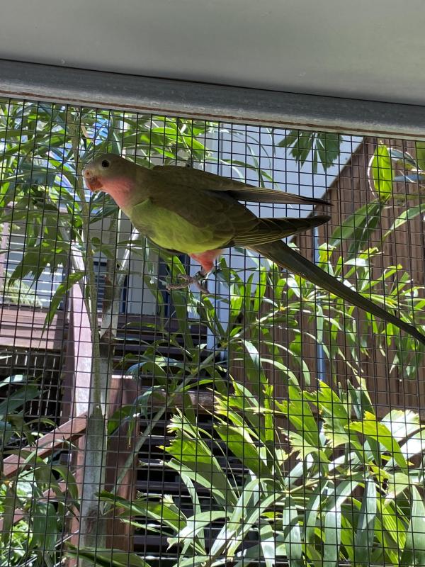 2024 PRINCESS PARROT MUTATIONS