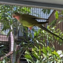 2024 PRINCESS PARROT MUTATIONS