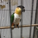 Black Headed Caique