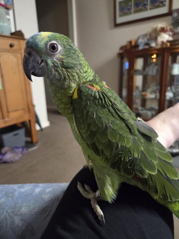 Blue Fronted Amazon