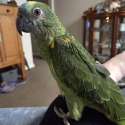 Blue Fronted Amazon