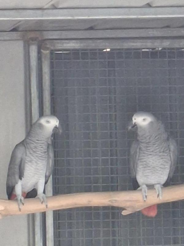 African Grey unrelated 4yr old pair