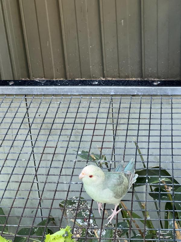 Kakariki mutations