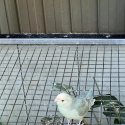 Kakariki mutations