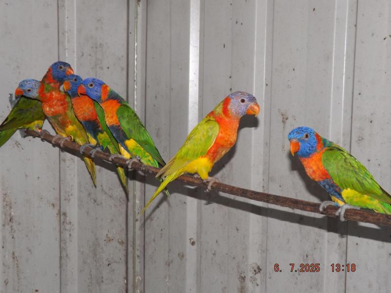 Lorikeets For Sale