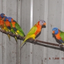 Lorikeets For Sale