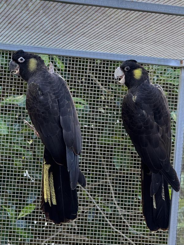 Large Race Yellow Tail Black Cockatoos