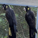 Large Race Yellow Tail Black Cockatoos