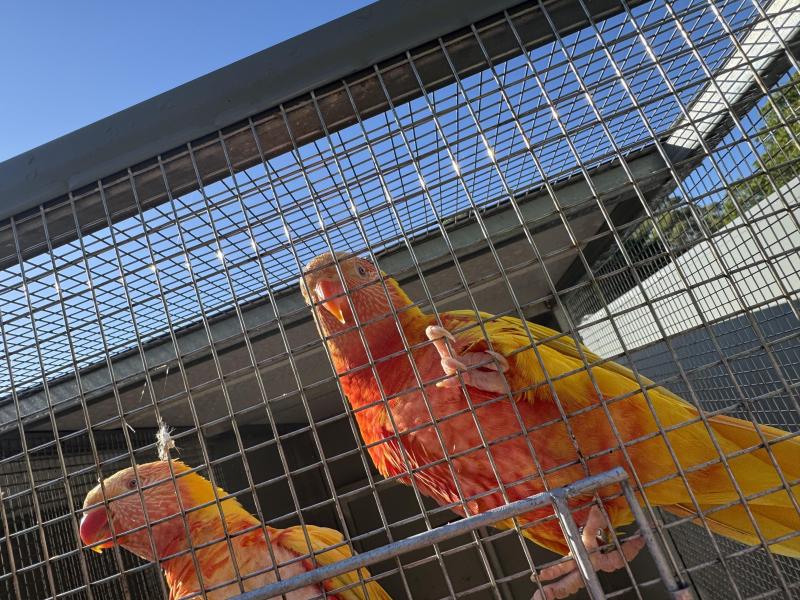 Lutino Rainbow Lorikeets