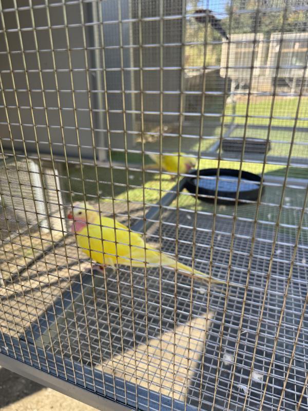 Lime Princess Parrots 18m old pair