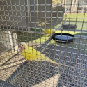 Lime Princess Parrots 18m old pair