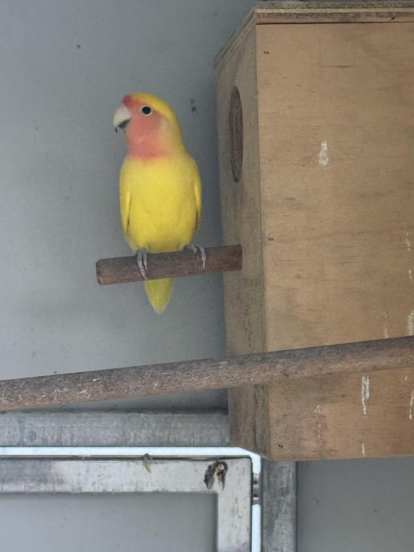 Pied yellow peach faces - Sydney yellows
