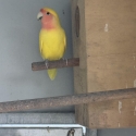 Pied yellow peach faces - Sydney yellows