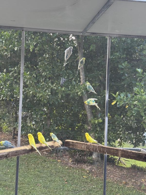 Rainbow and clear wing budgies