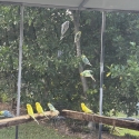 Rainbow and clear wing budgies