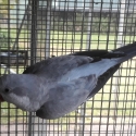 Quaker mutations