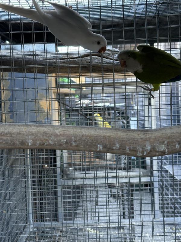Quaker pair mutations