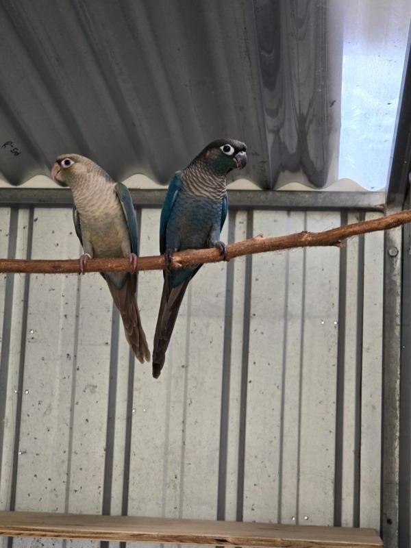 Double and Single Factor Violet Conures