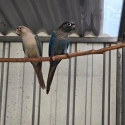 Double and Single Factor Violet Conures