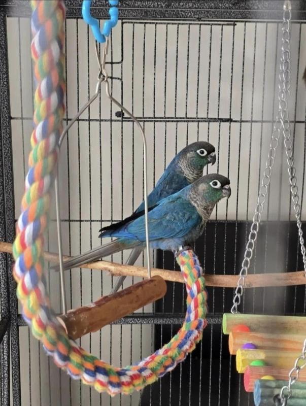 Hand Raised Single Factor Violet Turquoise Conures