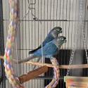 Hand Raised Single Factor Violet Turquoise Conures