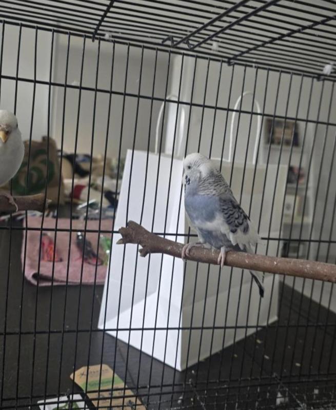 Assorted Budgies