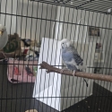 Assorted Budgies