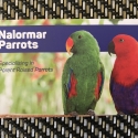 Yellow Crown Amazon Pair