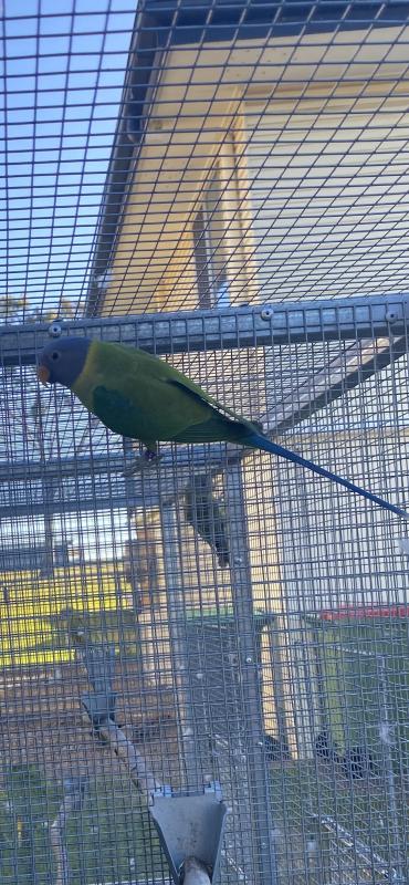Plumhead Parrot Unrelated Pair