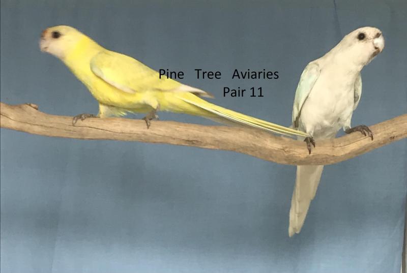 MUTATION 28 PARROTS.