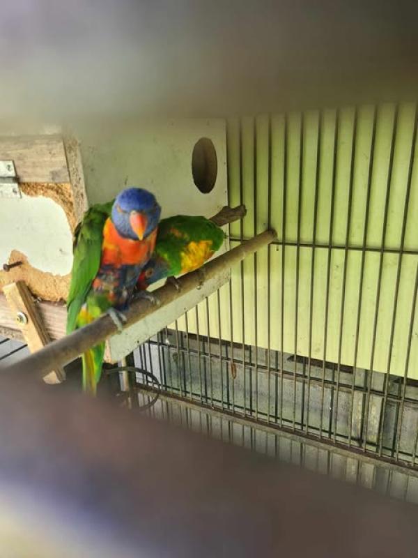 2 mature pairs rainbow lorikeet make an offer