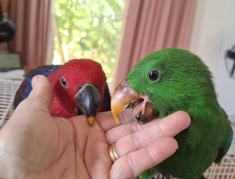 Hand raised pair eclectus