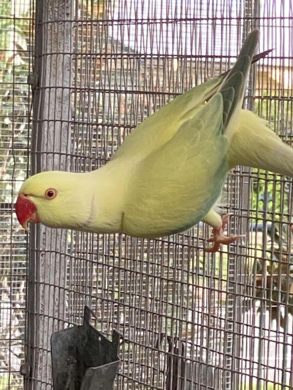 Opaline cleartail breeding pair