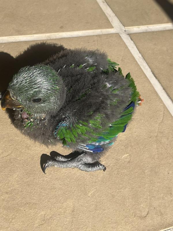 Eclectus Parrot