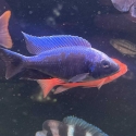 Juvenile Undu Reef