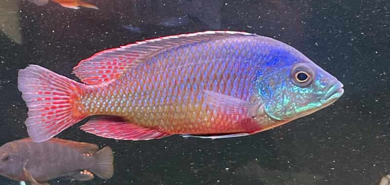 Juvenile Red Empress