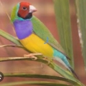 Wtb gouldian finches and turquoise parrots