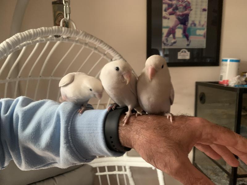 HAND RAISED PEACH FACE LOVE BIRDS