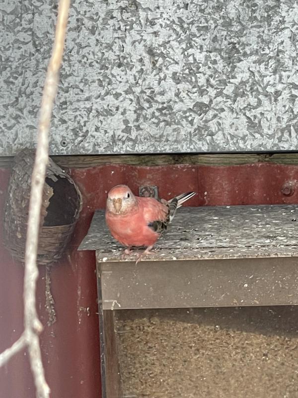 PINK & ROSA BOURKE PARROTS