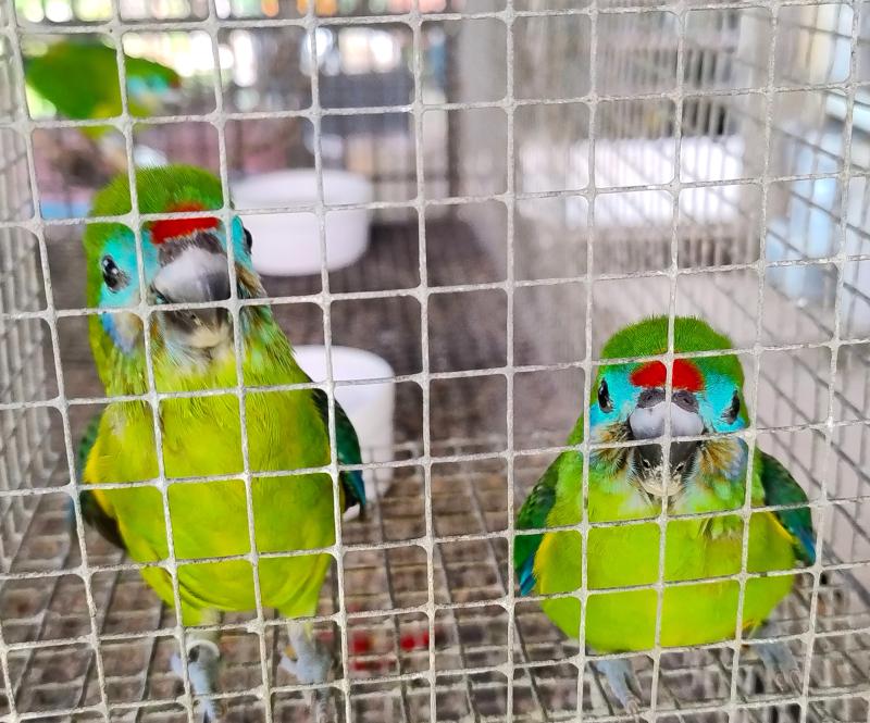 JARDINE'S + Blue & Gold Breeding Pr + 2 Hens + Burus + Figgies
