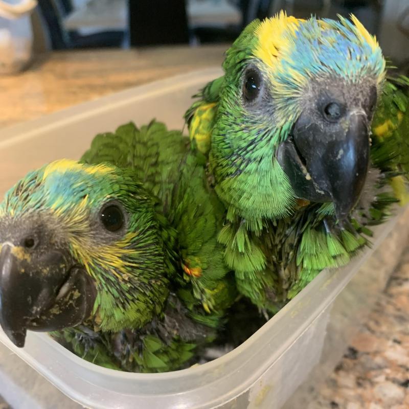Amazon babies being hand reared now