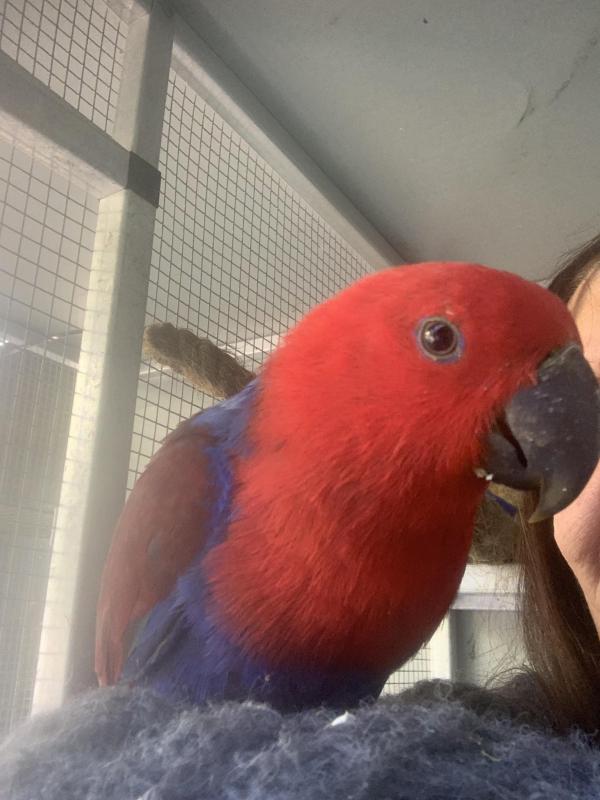 Eclectus