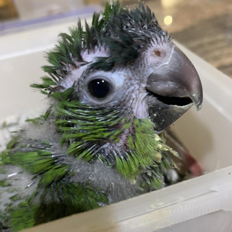 Hahns Macaw being hand raised now DNA Male