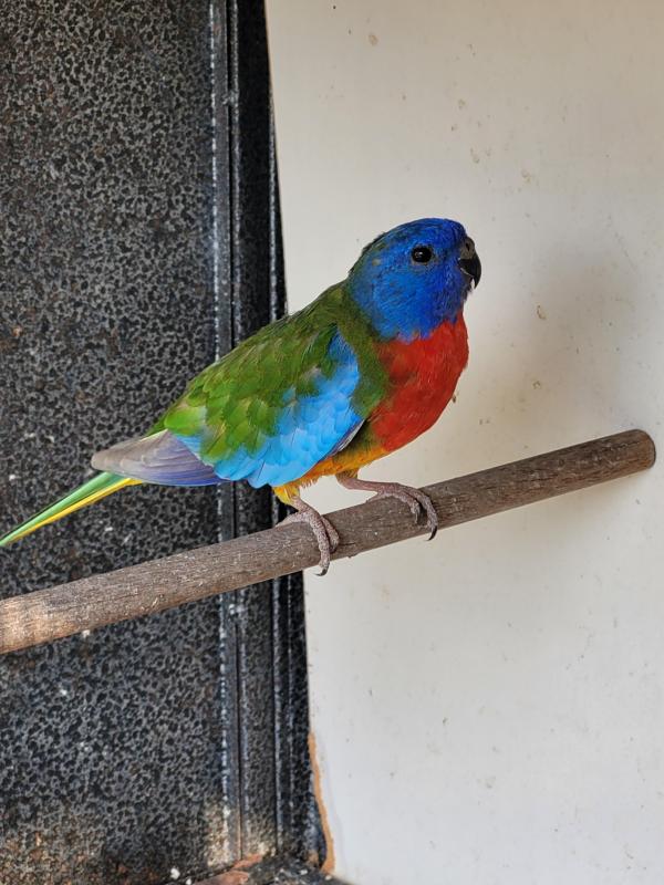 Cinnamon scarlet