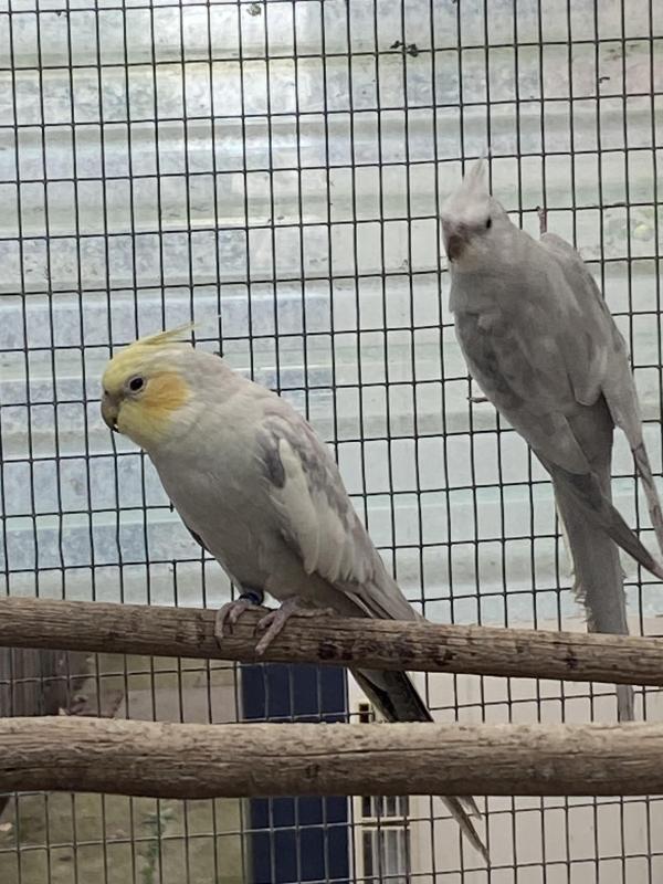 whiteface pastel silvers, pastelface pastel silver